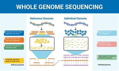 Whole genome sequencing analysis of .